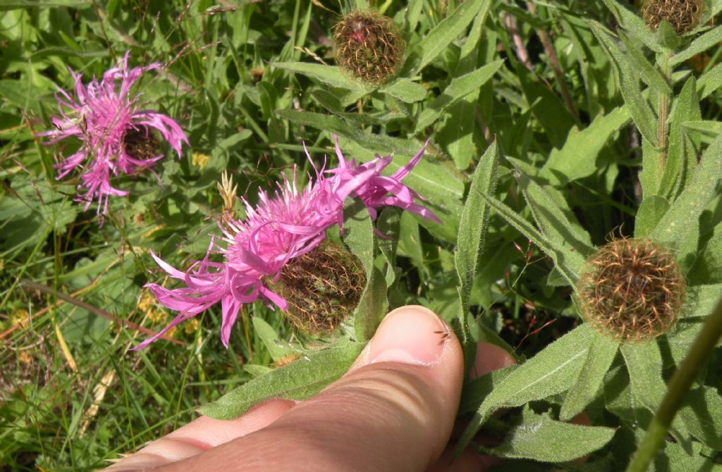 Centaurea nervosa